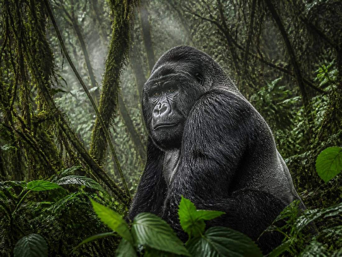 Uganda — silverbacks in the mist